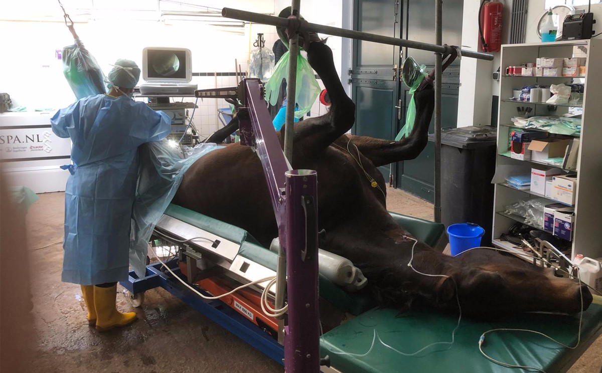 感謝荷蘭獸用專家對咱們產品的認可 感謝荷蘭獸用專家對咱們產品的認可