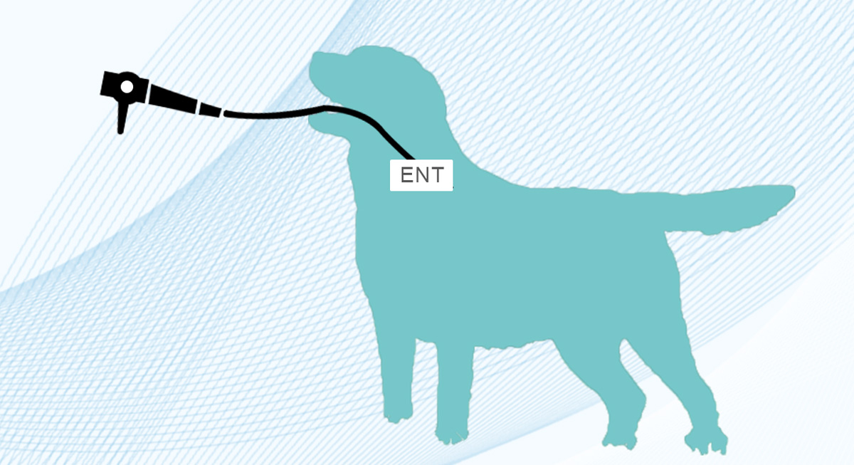 內(nèi)窺鏡廠家分享寵物內(nèi)窺鏡取異物 內(nèi)窺鏡廠家分享寵物內(nèi)窺鏡取異物