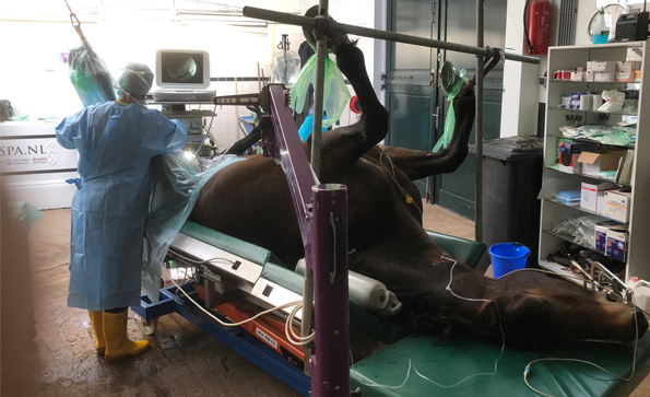 內窺鏡技術在小動物診療上的應用有哪些？